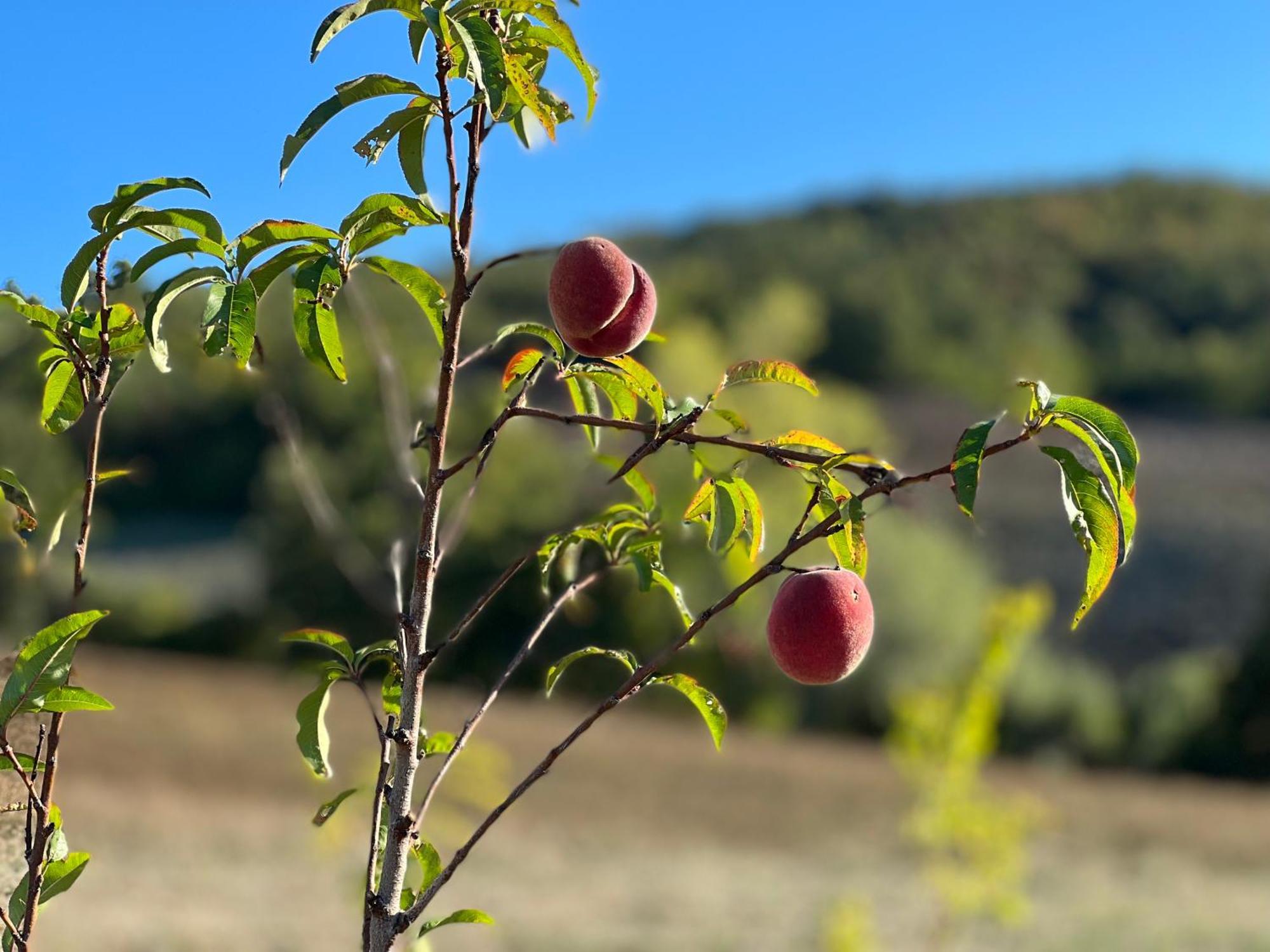 Agriturismo Prato Del Re Prignano sulla Secchia Eksteriør bilde