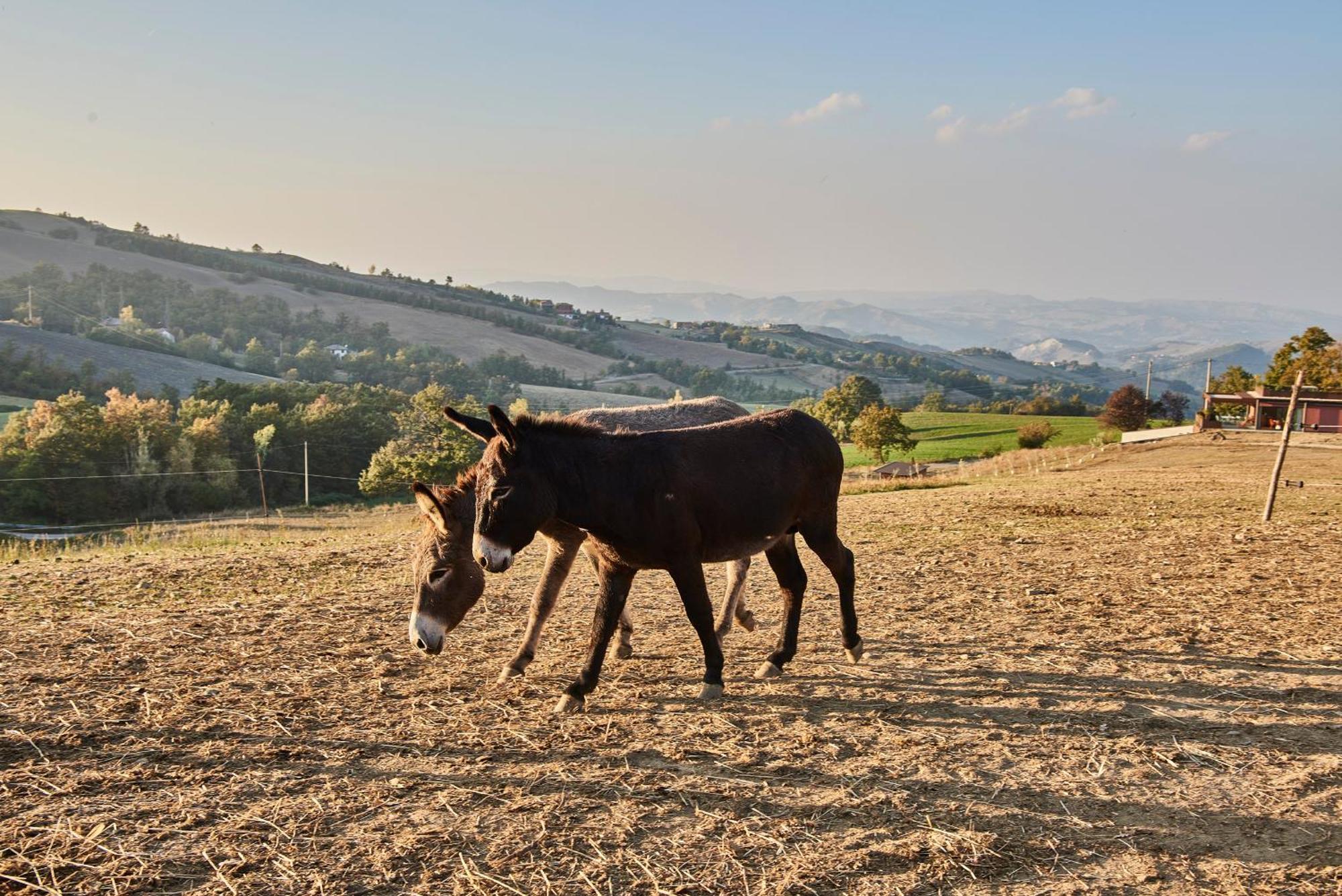 Agriturismo Prato Del Re Prignano sulla Secchia Eksteriør bilde